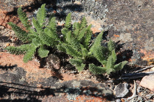 Pelargonium rapaceum 3