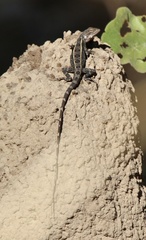 Diporiphora