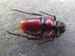 Leucocelis rubra
