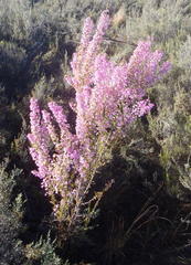 Erica newdigatei
