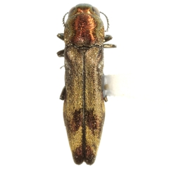 Agrilus turnbowi