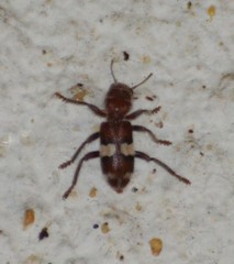 Enoclerus quadrisignatus