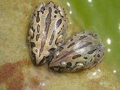 Kassina senegalensis