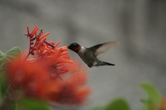 Archilochus colubris