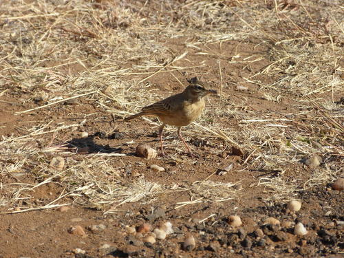 Plain-backed Pipit (Anthus leucophrys), photo 7