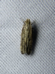 Spinitibia hodgesi