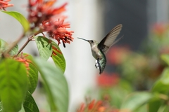 Archilochus colubris