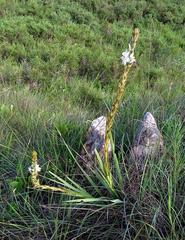 Chlorophytum haygarthii image