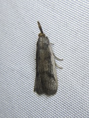 Peoria longipalpella