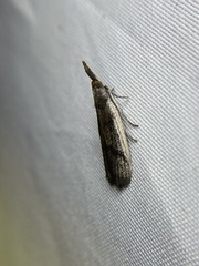 Peoria longipalpella