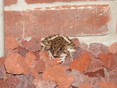 Lithobates blairi