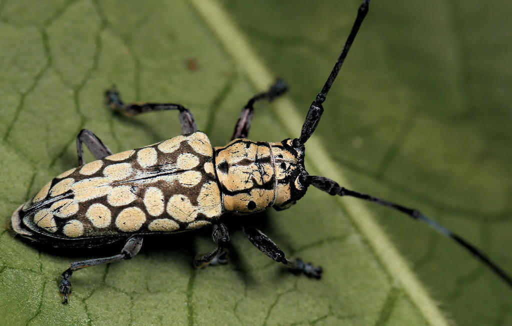 Paralphitopola