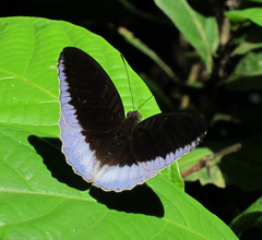 Tanaecia iapis