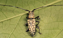Prosopocera sofala