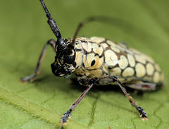 Prosopocera sofala