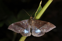Ischyja manlia