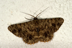 Racotis
