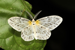 Genusa
