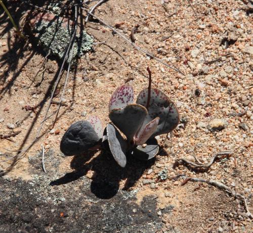 Adromischus triflorus