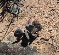 Adromischus triflorus