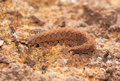 Ooperipatus centunculus