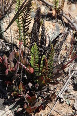 Cheilanthes contracta