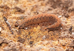 Ooperipatus centunculus