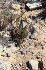 Cheilanthes contracta