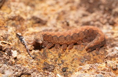 Ooperipatus centunculus