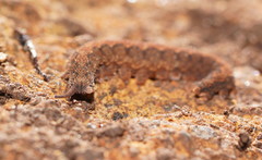 Ooperipatus centunculus