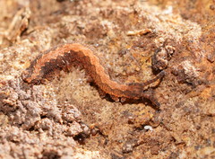 Ooperipatus centunculus