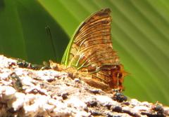 Charaxes candiope