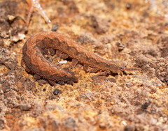 Ooperipatus centunculus