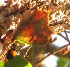 Charaxes candiope