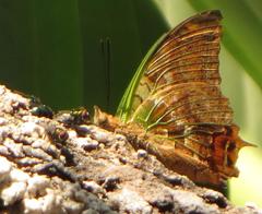 Charaxes candiope