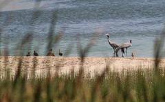 Anthropoides paradiseus