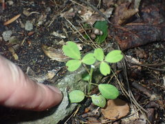 Carmichaelia williamsii