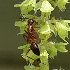 Camponotus