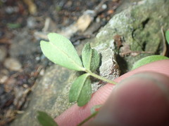 Carmichaelia williamsii