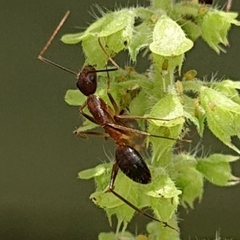 Camponotus