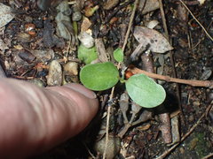 Carmichaelia williamsii