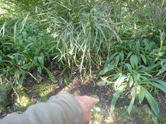 Carmichaelia williamsii