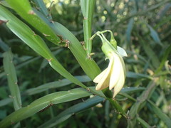 Carmichaelia williamsii