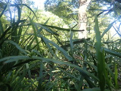 Carmichaelia williamsii