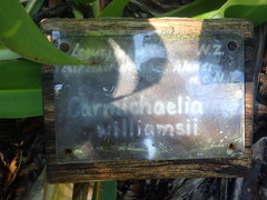 Carmichaelia williamsii