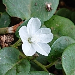 Evolvulus nummularius