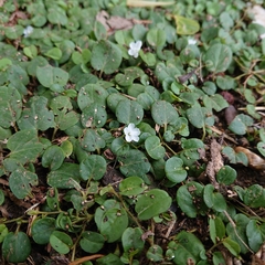 Evolvulus nummularius