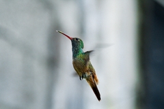 Amazilia yucatanensis