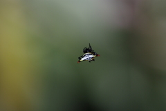 Gasteracantha westringi