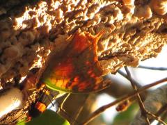 Egybolis vaillantina